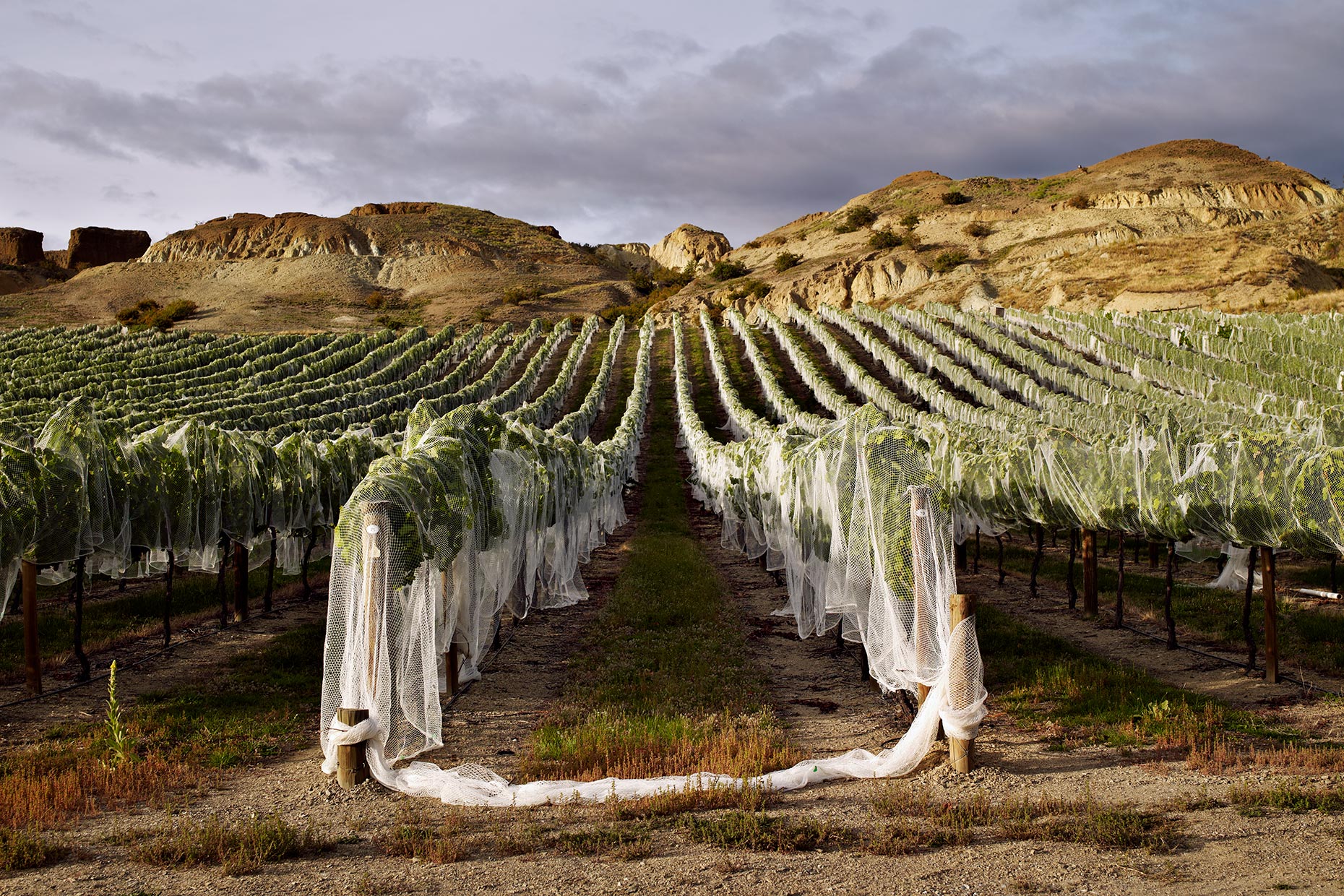 Pinot-Bannockburn-0064